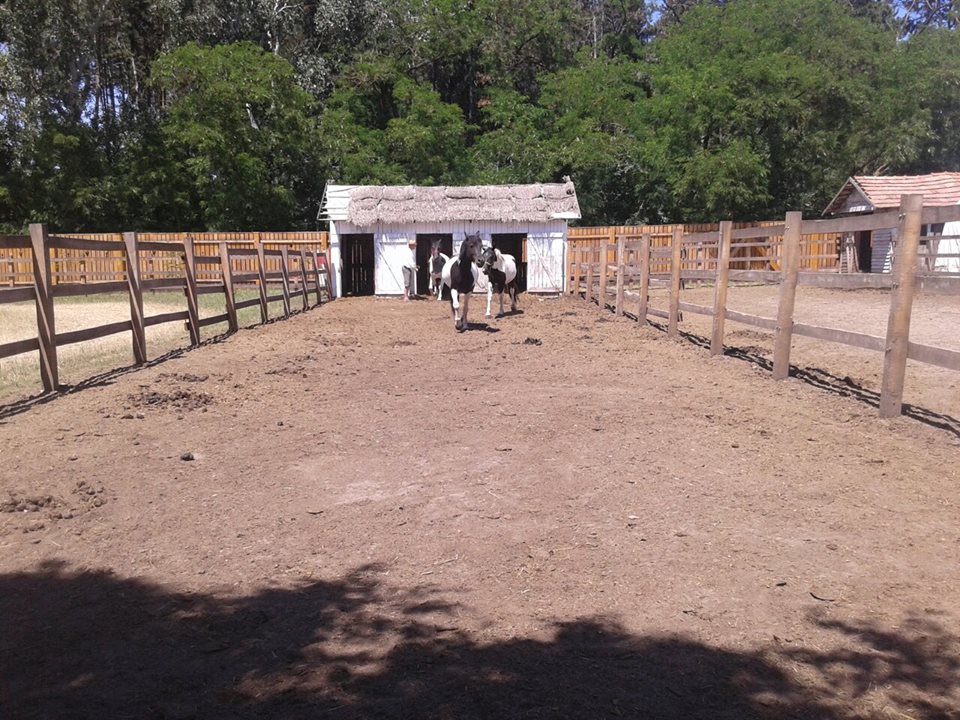 paci2
